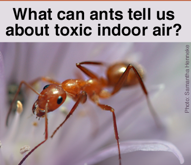 Ants