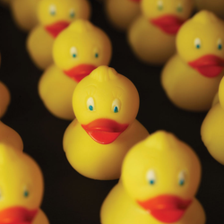Rubber Duckies