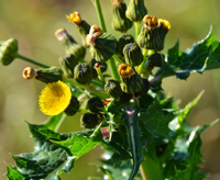 weeds